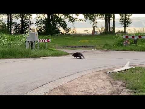 Beaver crossing the road