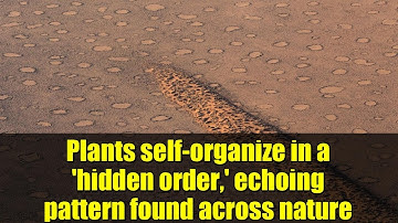 Plants self-organize in a 