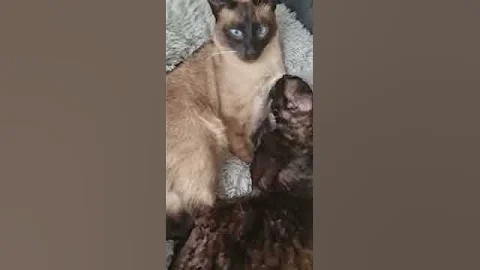 Watch the video about Cornish Rex vs Siam, they are best friends as we can see!