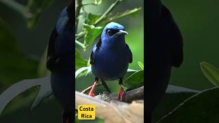 Red-legged Honeycreeper, Costa Rica birding costarica beautifulbirds