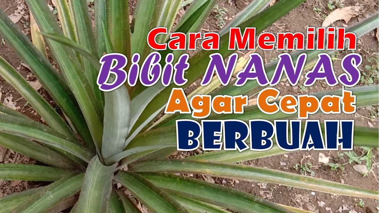 Cara Memilih Bibit Nanas Agar Cepat Berbuah 
