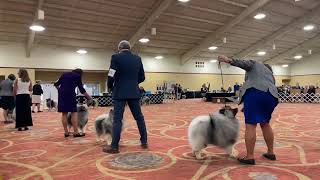 2021 Keeshond National Specialty  Best of Breed Finals