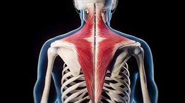 The Trapezius Muscle in Action!