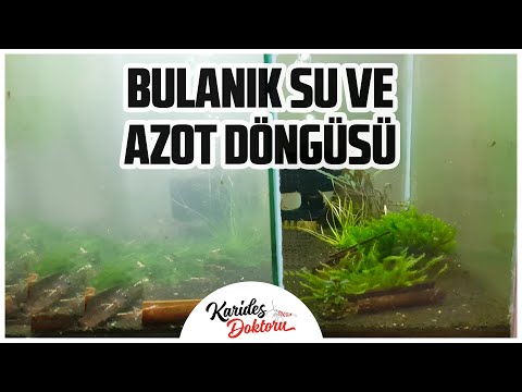 Video: Akvariumda Suyu Necə Qızdırmaq Olar