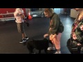 Sit Means Sit Dog Training Class