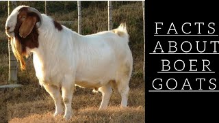 Facts about Boer Goats