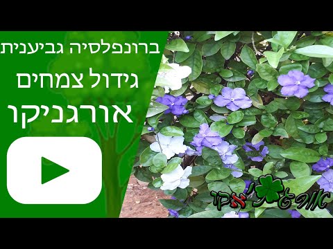 וִידֵאוֹ: ברונפלסיה