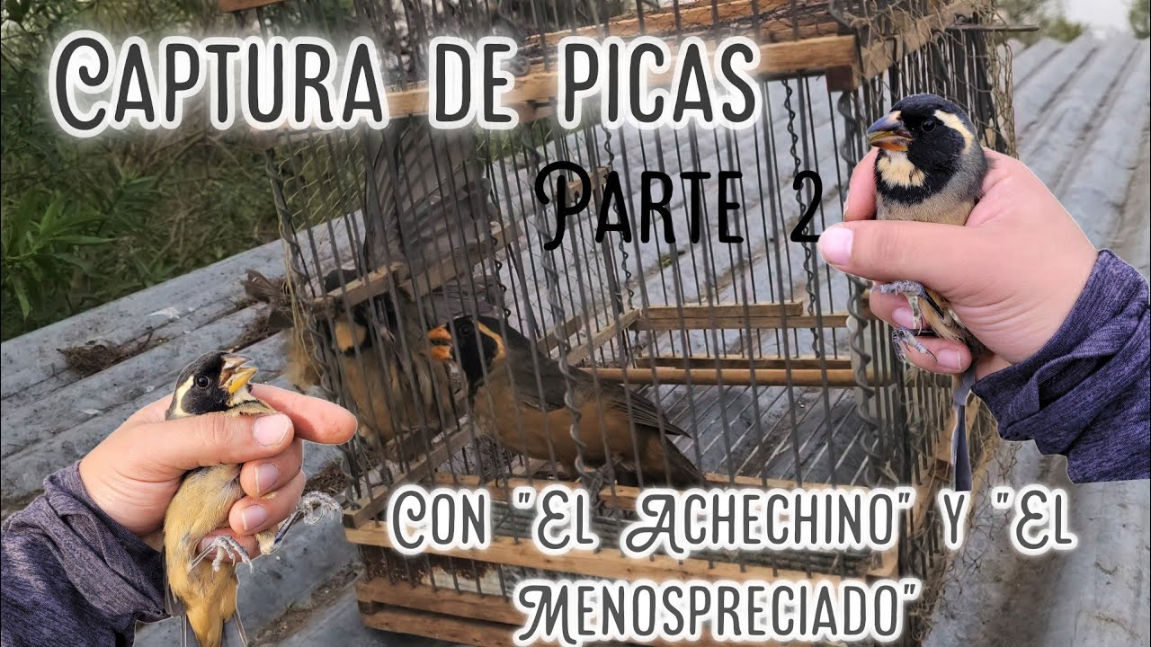 Captura de picas con 