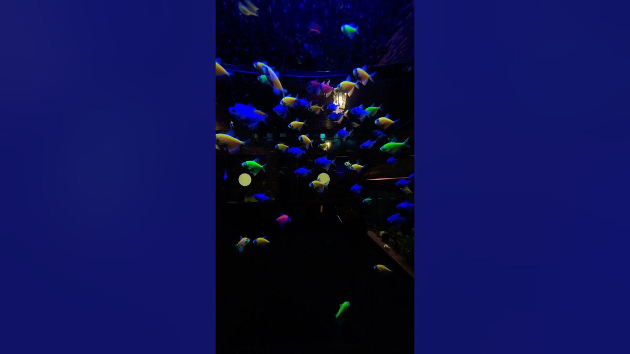 Челябинск 31.08.2024, дом аквариум Chelyabinsk 08/31/2024, aquarium ...