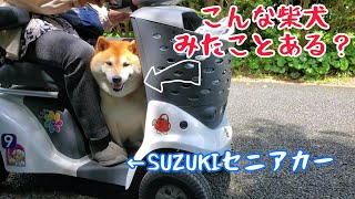 【マジで】セニアカーに柴犬(笑)