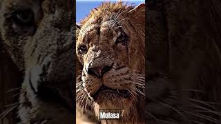 Download Lagu #🦁mufasa #💀Death #sed😢 #Status MP3
