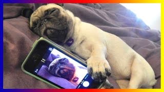 Pug Dogs And Puppies - A Funny Videos And Cute Videos Compilation 2017 by Lisa Hudberman 424 views 7 years ago 11 minutes, 15 seconds