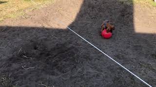 Scout the Wonder Vizsla plays with  his red ball