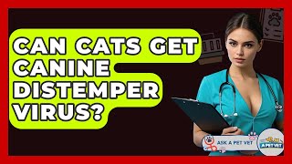 Can Cats Get Canine Distemper Virus? - Ask A Pet Vet
