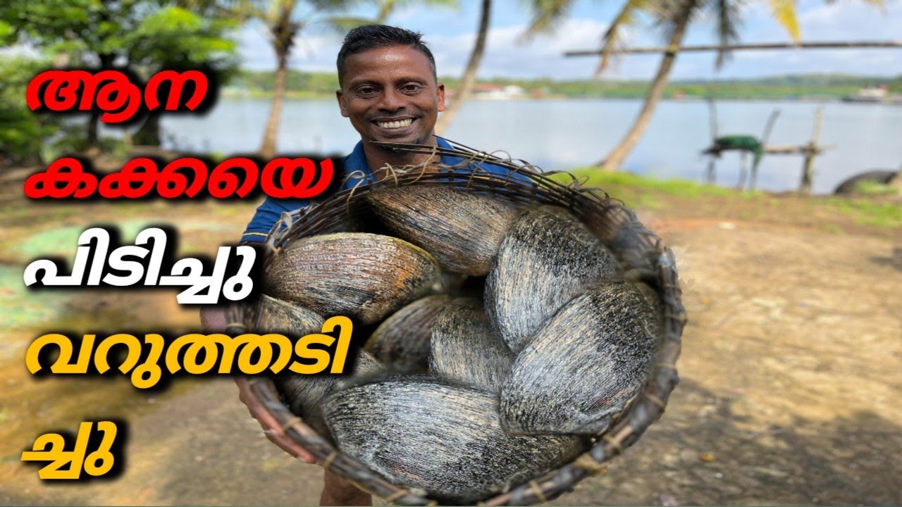 How to clean and cook Mangrove clams/ആദ്യമായി ആനകക്കയെ  പിടിച്ചു കറിവെച്ചു...