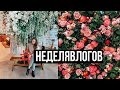 День 7 МОЙ ПЕРВЫЙ ПРЕСС-ТУР! Едем в Манчестер #НЕДЕЛЯВЛОГОВ