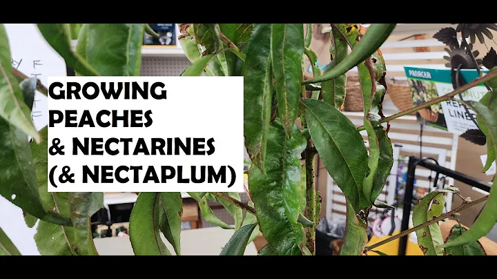 Growing Peaches & Nectarines (& Nectaplums)