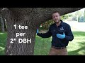 Treating trees larger than 20 inches with the qconnect