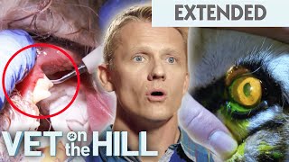 Tiger's Giant Claw Is Growing Into Her Own Paw  Vet On The Hill Extended | Bondi Vet Full Episode