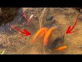 Oh my god unbelievable this rice fields found many betta fish and three tail fish goldfish