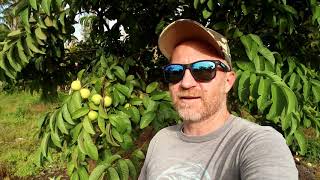 Homestead Harvest Eating Green Guava