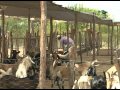 Trabalho cooperativo fortalece caprino-ovinocultura - Dia de Campo na TV