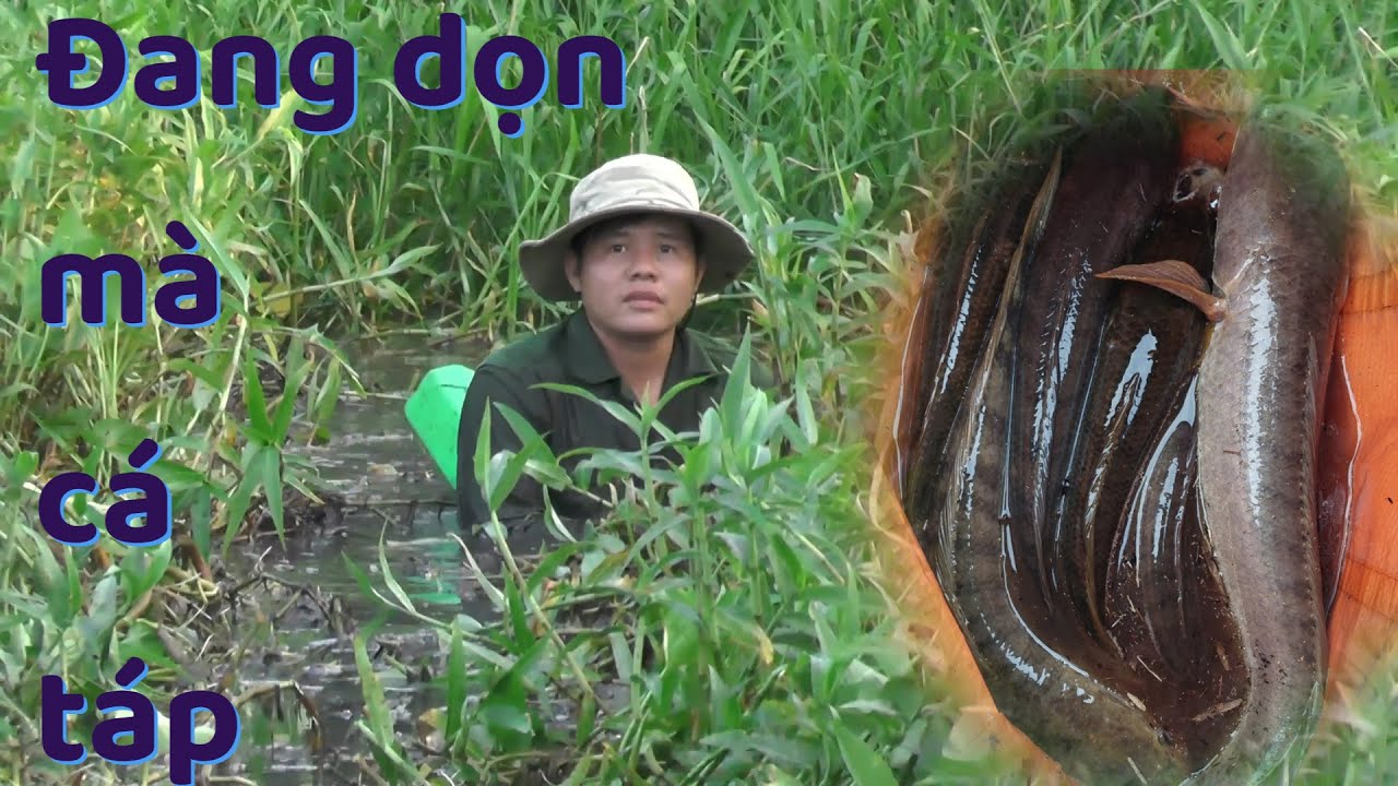 Ловля змееголова с «святым чистильщиком рыболовных ручьёв» Нгуеном Чанем || VR Fishing #131