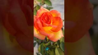 beautiful rose flower #my home   garden #nature love #short video