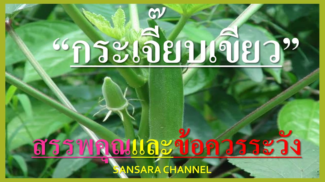 ผักกระเจี๊ยบ  Update New  กระเจี๊ยบเขียว : สรรพคุณและข้อควรระวัง