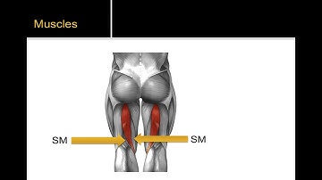 What are the hamstring muscles?