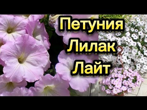 Многоцветковая каскадная петуния Лилак Лайт. - YouTube