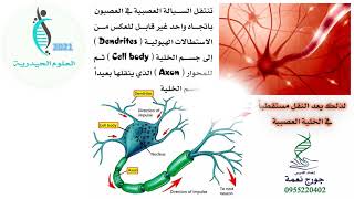 الدرس الثاني عصبية-ثالث ثانوي علمي-الأستاذ أحمد حيدر الشيخ