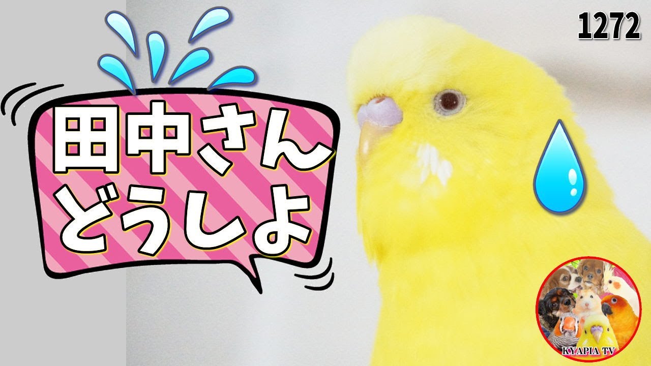 田中さんに悩みを打ち明けるお喋りセキセイインコ Talking Budgerigar