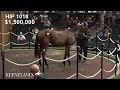 Hip 1018, Gun Runner - Ivyetsu, sells for $1.5 Million at 2026 Keeneland September
