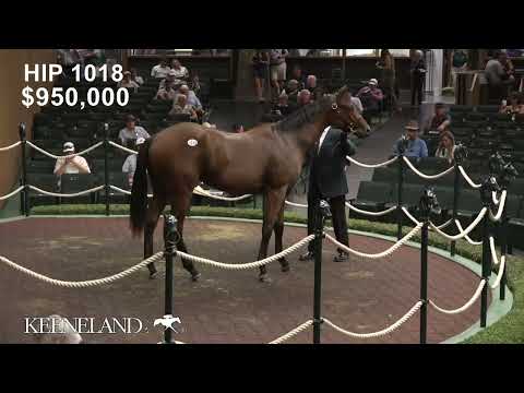 Hip 1018, Gun Runner - Ivyetsu, sells for $1.5 Million at 2026 Keeneland September