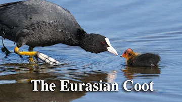 The Eurasian coot, short film.