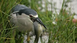 BlackCrowned Night Heron (Auku'u) Fishing for Dinner