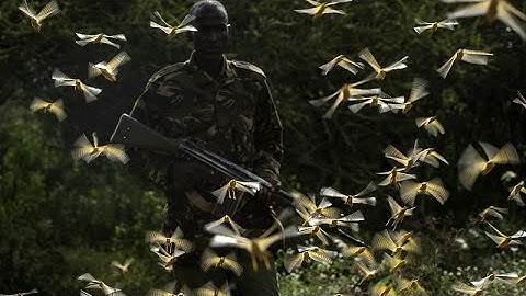 UN warns of humanitarian disaster if locust swarms aren