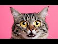 Ayka Cats Gaming ❤️🐈 #cute #funny #cat