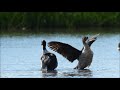 Knob-billed Duck