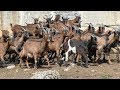 Farma alpskih koza Ese Patkovića kod Viteza - 4K