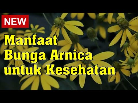 Bukan Bunga Biasa, Ini 5 Potensi Bunga Arnica untuk Kesehatan