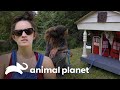 Demonstrações de amor para animais de estimação | Pit bulls e condenados | Animal Planet Brasil