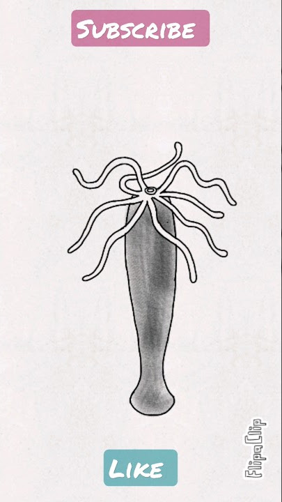 Drawing Hydra