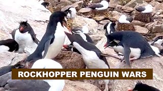 WEST POINT ISLAND, THE FALKLANDS - REMOTE ROCKHOPPER PENGUIN COLONY