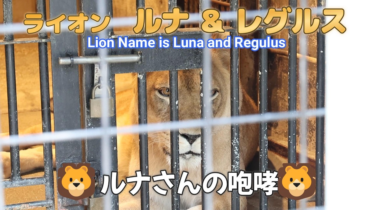 Lions Luna & Regulus 🦁Luna's Roar🦁 (Higashiyama Zoo and