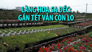 Làng hoa Sa Đéc: Gần Tết rồi vẫn còn nỗi lo