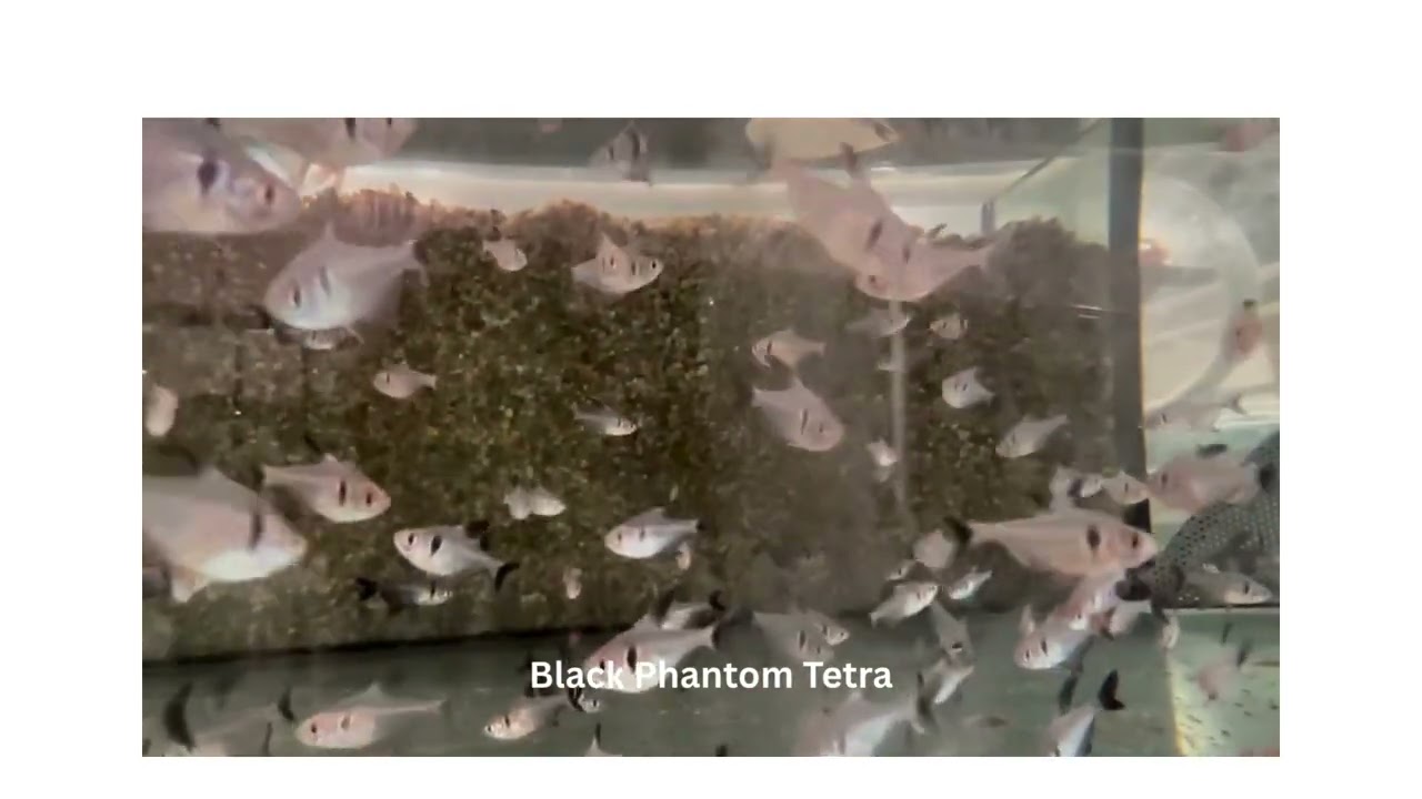 Black Phantom tetra Fish Video