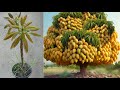 Unique Skill for grafting mango trees growing fast with Potatoes and eggs chicken