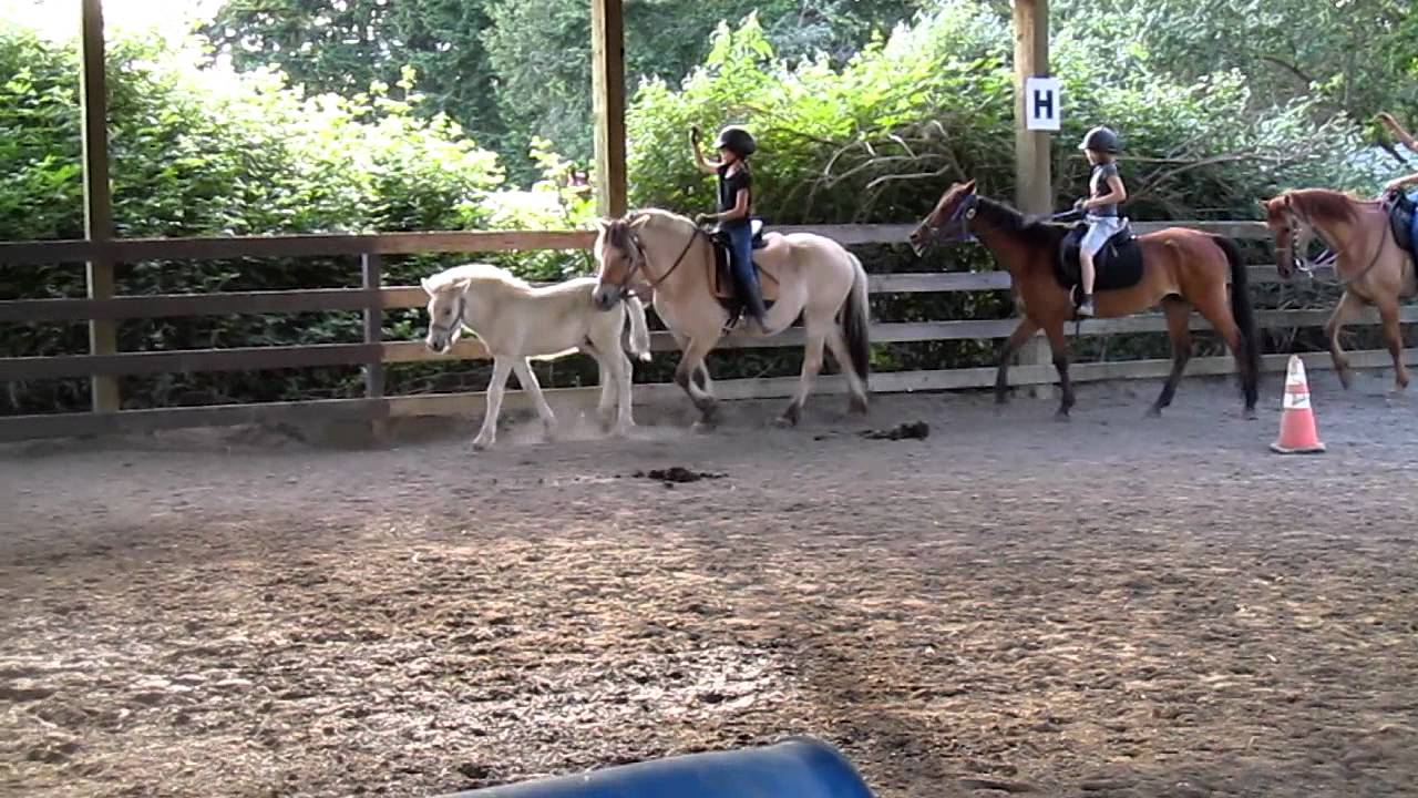 The best way to train a young horse arena exercises Fjord horse foal